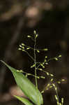 Bosc's panicgrass